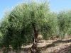 Terreno in Vendita a Giulianova(TE)