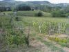 Immobile in Vendita a Castagnole Delle Lanze(AT)