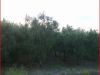 Terreno in Vendita a Ortona(CH)