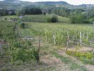 Immobile Vendita Castagnole Delle Lanze 