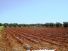 Foto - Terreno Agricolo / Coltura in Vendita