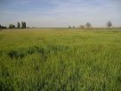 Foto - Rustico / Casale, da ristrutturare, 315 mq, Gaiba