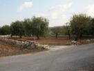 Terreno Vendita Sortino 