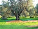 Terreno Vendita Belvedere Marittimo 
