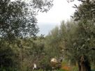 Foto - Rustico / Casale, da ristrutturare, 45 mq, Pisciotta