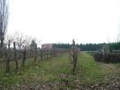 Terreno Vendita San Giorgio Di Piano 