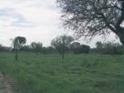 Foto - Rustico / Casale Contrada Giannaricchiella, San Vito Dei Normanni