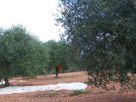 Terreno Vendita Sassari 