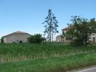 Foto - Rustico / Casale Strada Esterna quartiere-Runco, Portomaggiore