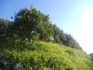 Terreno Vendita Noto 