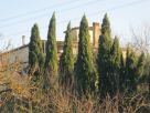 Foto - Rustico / Casale, da ristrutturare, 600 mq, Poggio A Caiano