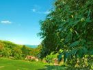 Foto - Rustico / Casale Località, Castel Focognano