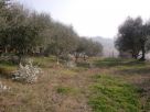 Foto - Rustico / Casale, da ristrutturare, 230 mq, Monte San Vito