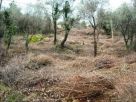 Terreno Vendita Montemiletto 