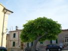 Appartamento Vendita Monte Roberto 