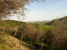 Foto - Rustico / Casale, ottimo stato, 160 mq, Arqua' Petrarca
