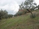 Terreno Vendita Andali 