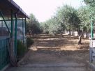Foto - Rustico / Casale Bivio Villa Chiarelli, Contrada Tobia, di fronte, Partinico