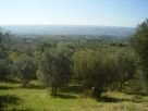 Terreno Vendita Montecchio 