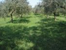 Terreno Vendita Castel Di Sasso 