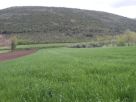 Terreno Vendita Pontelatone 