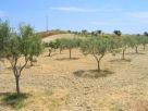 Terreno Vendita Isca Sullo Jonio 