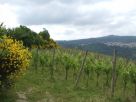 Terreno Vendita Altavilla Irpina 