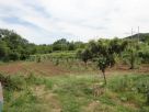 Terreno Vendita Dragoni 