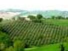 Foto - Rustico / Casale, buono stato, 270 mq, Montecassiano