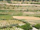 Terreno Vendita Paliano 