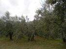 Terreno Vendita Genazzano 