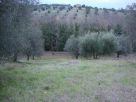 Terreno Vendita Sacrofano 