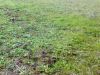 terreno boara pisani    Immobiliare.it Vendita 0&euro;
