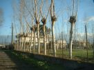 Terreno Vendita Brusciano 