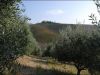anteprima foto 2 Appartamento Vendita Acquaviva Picena
