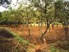 anteprima foto 3 Casa indipendente Vendita Gallo Matese