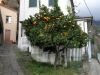 anteprima foto 1 Casa indipendente Vendita Montignoso