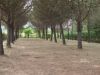 anteprima foto 4 Rustico / Casale Vendita Anghiari