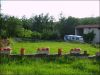 anteprima foto 10 Rustico / Casale Vendita Appignano Del Tronto