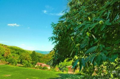 foto Rustico / Casale Vendita Castel Focognano