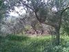 anteprima foto 2 Rustico / Casale Vendita Castelvetere Sul Calore