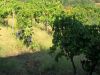 anteprima foto 2 Rustico / Casale Vendita Castiglione Di Sicilia
