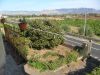 anteprima foto 8 Rustico / Casale Vendita Castiglione Di Sicilia