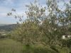 Rustico / Casale Vendita Cefala' Diana 