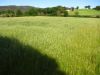 anteprima foto 6 Rustico / Casale Vendita Civitella Paganico