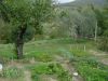anteprima foto 7 Rustico / Casale Vendita Cortona
