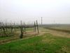 anteprima foto 5 Rustico / Casale Vendita Fratta Polesine