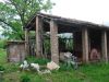 anteprima foto 5 Rustico / Casale Vendita Gremiasco