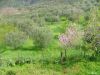 anteprima foto 2 Rustico / Casale Vendita Librizzi