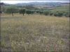 anteprima foto 10 Rustico / Casale Vendita Monsampolo Del Tronto